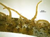 Cladosiphon cylindricus1